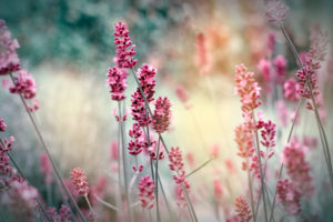 Flowers growing in field near Nampa, Idaho